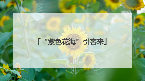“紫色花海”引客来