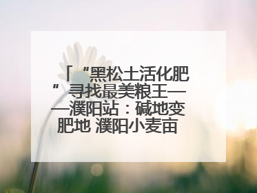 “黑松土活化肥”寻找最美粮王——濮阳站：碱地变肥地 濮阳小麦亩产1500多斤