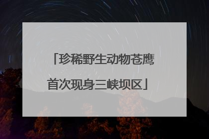 珍稀野生动物苍鹰首次现身三峡坝区