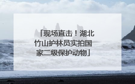 现场直击！湖北竹山护林员实拍国家二级保护动物
