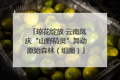 琼花绽放 云南凤庆“山野精灵”舞动原始森林（组图）