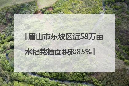 眉山市东坡区近58万亩水稻栽插面积超85%