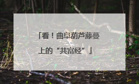 看！曲阜葫芦藤蔓上的“共富经”