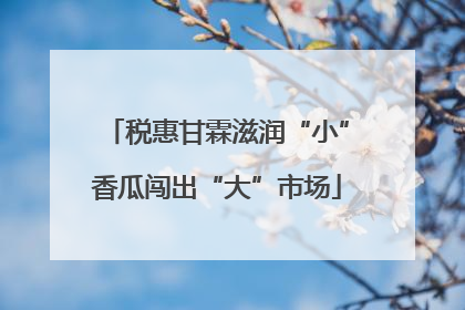 税惠甘霖滋润“小”香瓜闯出“大”市场