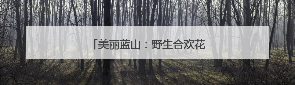 美丽蓝山：野生合欢花绽放 浪漫景致醉人心