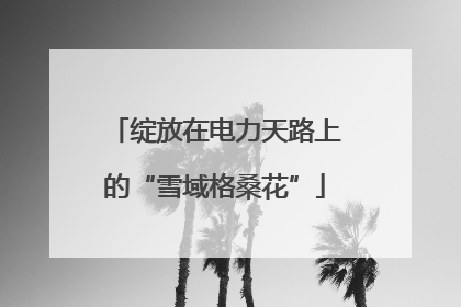 绽放在电力天路上的“雪域格桑花”