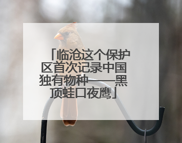临沧这个保护区首次记录中国独有物种——黑顶蛙口夜鹰