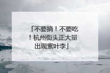 不要摘！不要吃！杭州街头正大量出现紫叶李
