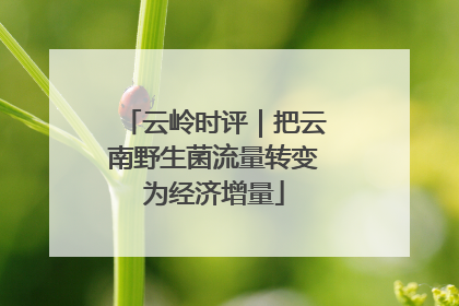 云岭时评｜把云南野生菌流量转变为经济增量