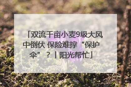 双流千亩小麦9级大风中倒伏 保险难撑“保护伞”？丨阳光帮忙