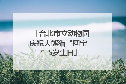 台北市立动物园庆祝大熊猫“圆宝”5岁生日