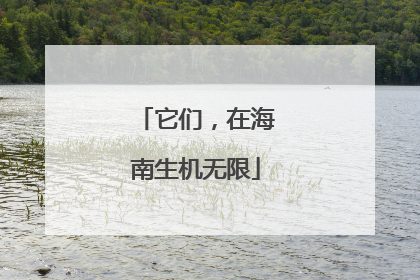它们，在海南生机无限