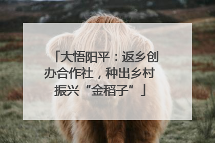 大悟阳平：返乡创办合作社，种出乡村振兴“金稻子”
