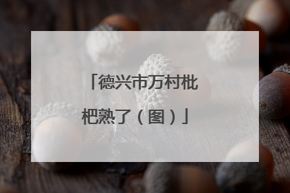 德兴市万村枇杷熟了（图）