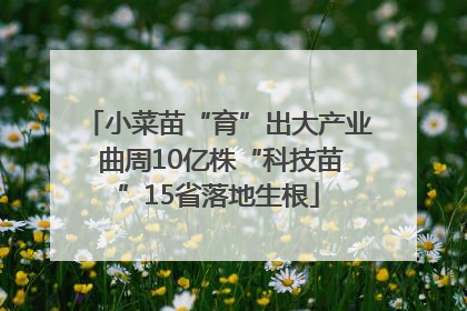 小菜苗“育”出大产业 曲周10亿株“科技苗”15省落地生根