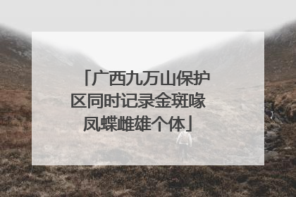 广西九万山保护区同时记录金斑喙凤蝶雌雄个体