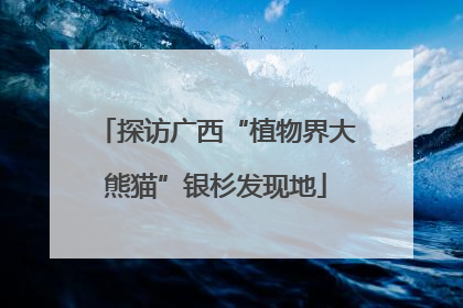 探访广西“植物界大熊猫”银杉发现地