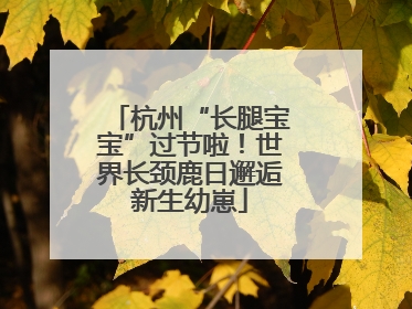 杭州“长腿宝宝”过节啦！世界长颈鹿日邂逅新生幼崽