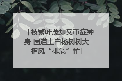 枝繁叶茂却又重症缠身 国道上白杨树树大招风“排危”忙