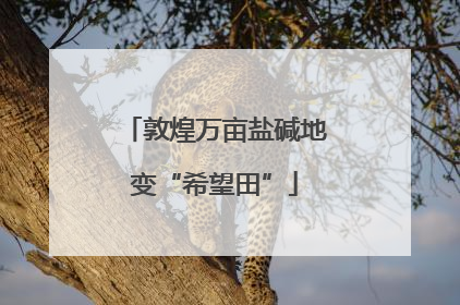 敦煌万亩盐碱地变“希望田”