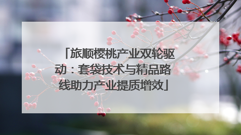 旅顺樱桃产业双轮驱动：套袋技术与精品路线助力产业提质增效