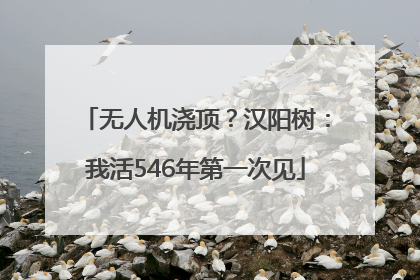 无人机浇顶？汉阳树：我活546年第一次见