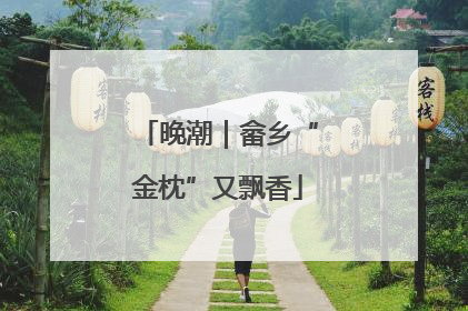 晚潮｜畲乡“金枕”又飘香