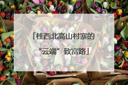 桂西北高山村寨的“云端”致富路