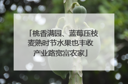 桃香满园、蓝莓压枝 麦熟时节水果也丰收 产业路宽富农家