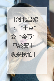 河北昌黎：“土豆”变“金豆” 马铃薯丰收采挖忙