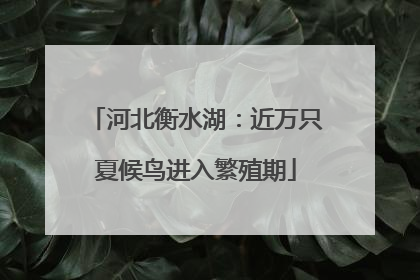 河北衡水湖：近万只夏候鸟进入繁殖期