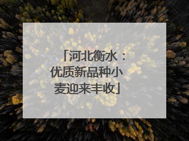 河北衡水：优质新品种小麦迎来丰收