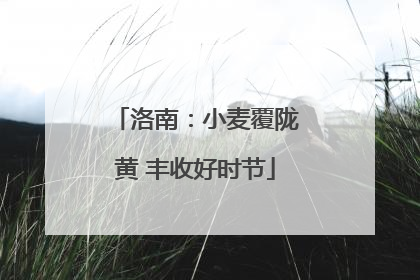 洛南：小麦覆陇黄 丰收好时节
