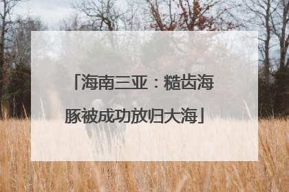 海南三亚：糙齿海豚被成功放归大海