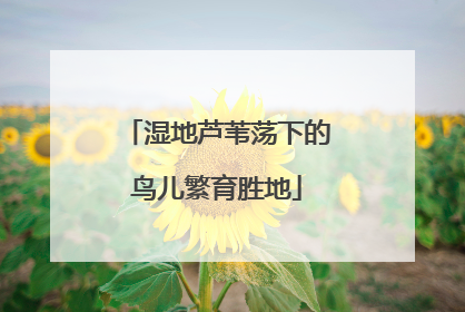 湿地芦苇荡下的鸟儿繁育胜地