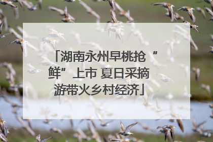 湖南永州早桃抢“鲜”上市 夏日采摘游带火乡村经济