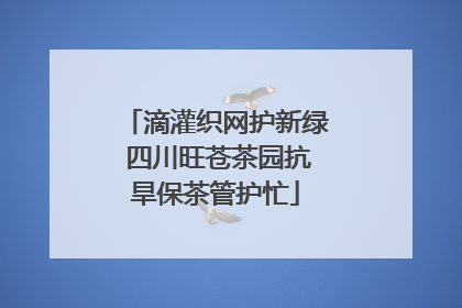 滴灌织网护新绿 四川旺苍茶园抗旱保茶管护忙