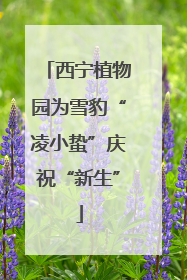 西宁植物园为雪豹“凌小蛰”庆祝“新生”