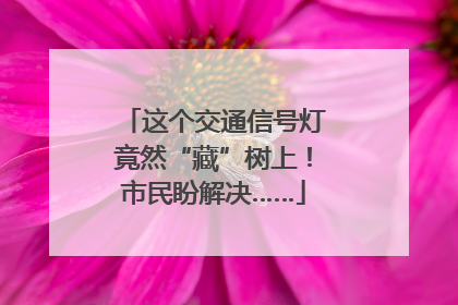 这个交通信号灯竟然“藏”树上！市民盼解决……