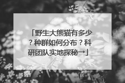 野生大熊猫有多少？种群如何分布？科研团队实地探秘→