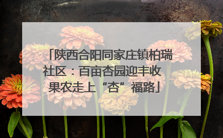 陕西合阳同家庄镇柏瑞社区：百亩杏园迎丰收 果农走上“杏”福路