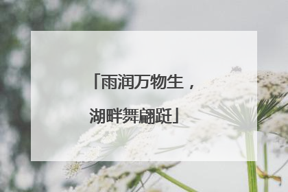 雨润万物生，湖畔舞翩跹