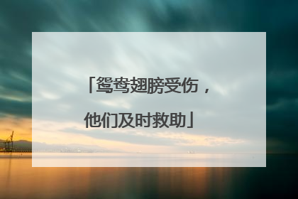 鸳鸯翅膀受伤，他们及时救助