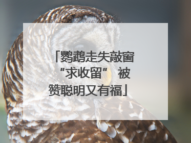 鹦鹉走失敲窗“求收留” 被赞聪明又有福