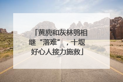 黄麂和灰林鸮相继“落难”，十堰好心人接力施救