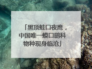 黑顶蛙口夜鹰，中国唯一蟆口鸱科物种现身临沧