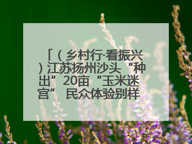 （乡村行·看振兴）江苏扬州沙头“种出”20亩“玉米迷宫” 民众体验别样“田园乐趣”