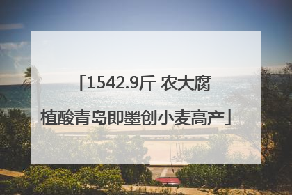 1542.9斤 农大腐植酸青岛即墨创小麦高产