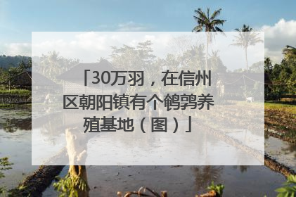 30万羽，在信州区朝阳镇有个鹌鹑养殖基地（图）