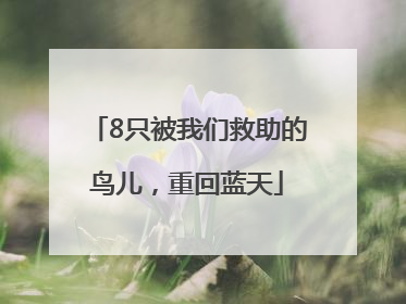 8只被我们救助的鸟儿，重回蓝天